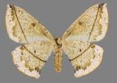 AZ26-0097V